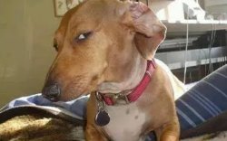 dog side eye Meme Template