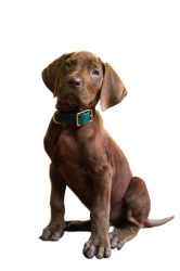 Netflix's Live Action Scooby Doo Meme Template