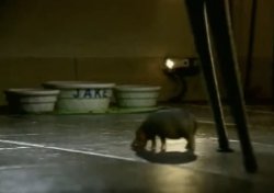 Canadian house hippo Meme Template