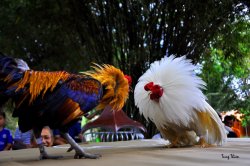 chicken fight Meme Template