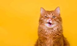 Funny cat Meme Template