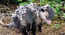 Possum Meme Template