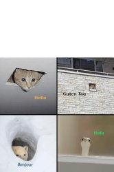 Animals greeting in different languages Meme Template