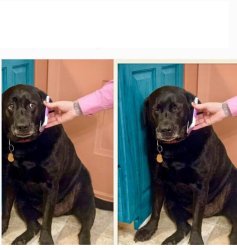 Dog phone cringe Meme Template