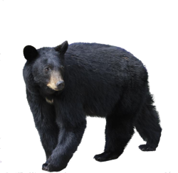 Black bear Meme Template