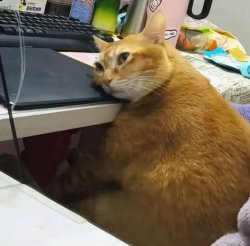 cat tired on desk Meme Template