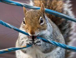 hehe squirrel Meme Template