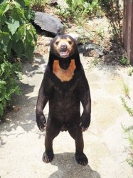 Sun bear Meme Template
