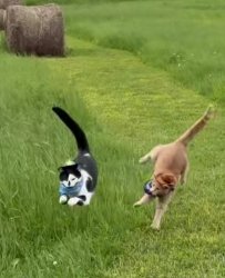 Ninja kitties Meme Template