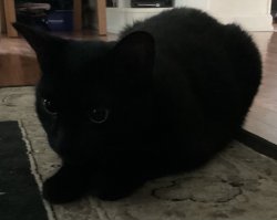 Kitty :3 Meme Template