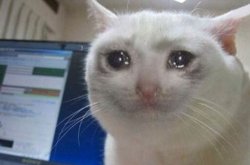 Crying cat Meme Template