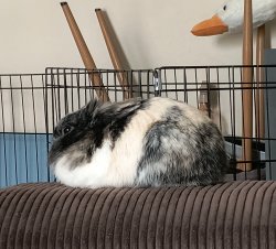 bunny bread Meme Template
