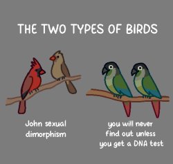 2 types of birds Meme Template