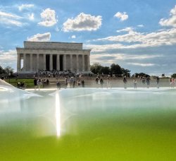 Donald Trump's Reflecting Pool Swamp Meme Template