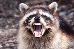 Racoon scream Meme Template