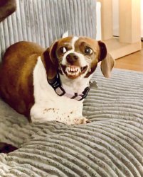 Gremlin Pup Meme Template