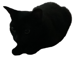 No background Kitty :3 Meme Template