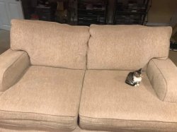 small cat on big couch Meme Template