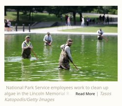 MAGA Reflecting pool algae cleanup Meme Template