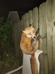 Fox stuck in fence Meme Template