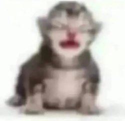 cat cry Meme Template