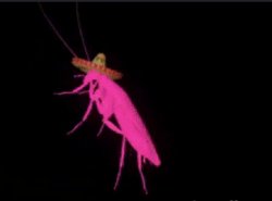Lacucaracha buggo Meme Template