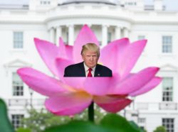Lotus Flower Meme Template
