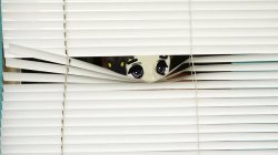 milady peeking Meme Template