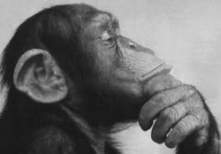 Monkey Rodin Thinker Meme Template