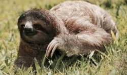 Sloth Meme Template