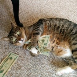 money cat Meme Template