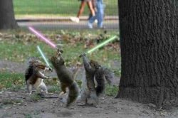 Jedi Squirrels Meme Template