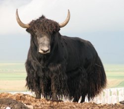 You Aren't Special Yak  Meme Template