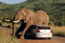 Elephant on Volkswagen Meme Template