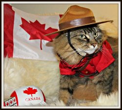 Canada Cat Meme Template