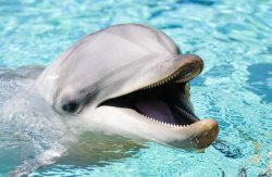 Dolphin Troll Face Meme Template