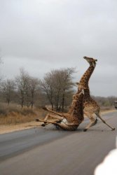 Falling Giraffe Meme Template