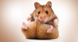 haydo hamster Meme Template