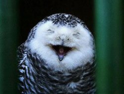 Laughing Owl Meme Template