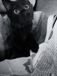Cute Black Cat with Big Eyes Meme Template