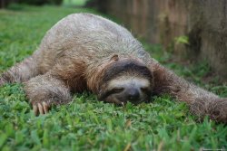 Sleeping sloth Meme Template