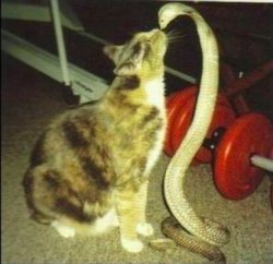 Catsnake Meme Template