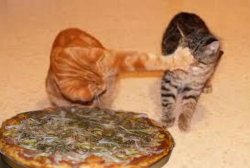 gatos tomate loco pizza Meme Template