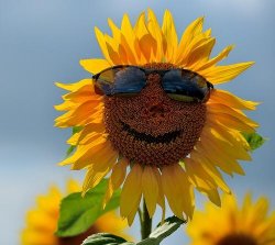 Cool sunflower Meme Template