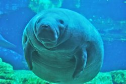 manatee frenzy Meme Template