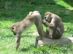 monkeyass Meme Template