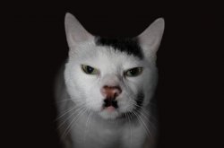 el gato hitler Meme Template