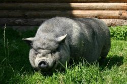 angrypig Meme Template