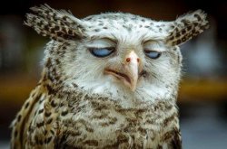 Stoner Owl Meme Template