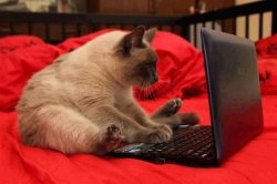 Laptop Cat Meme Template